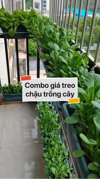 Combo giá treo+chậu nhựa trồng cây #VideohangDoiSong#ShopeeVideo#ShopeeCreator #LuotVuiMuaLien#KOLUyTin#Videomuasam #SandealcungKOL #diumi463