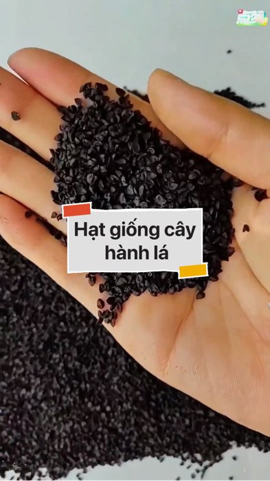 Hạt giống hành lá #VideohangDoiSong#ShopeeVideo#ShopeeCreator #LuotVuiMuaLien#KOLUyTin#Videomuasam #SandealcungKOL #diumi571