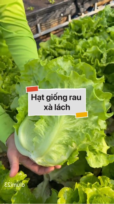 Hạt giống rau xà lách #VideohangTieuDung #shopeestyle#ShopeeVideo#ShopeeCreator #LuotVuiMuaLien#KOLUyTin#Videomuasam #SandealcungKOL #diumi579