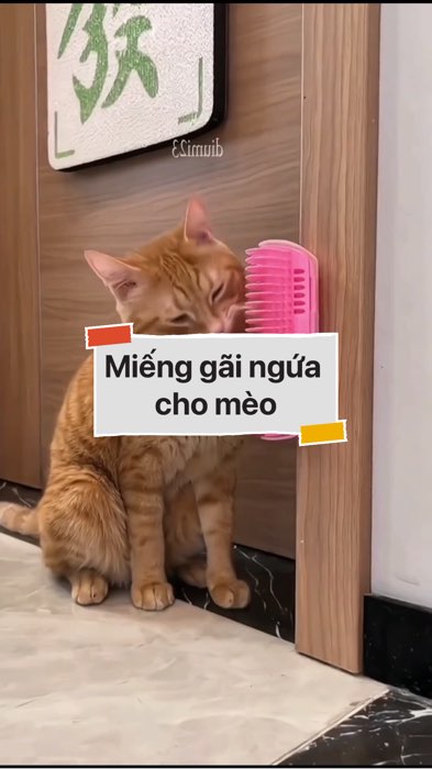 Miếng gãi ngứa cho mèo #VideohangDoiSong#ShopeeVideo#ShopeeCreator #LuotVuiMuaLien#KOLUyTin#Videomuasam #SandealcungKOL #diumi690