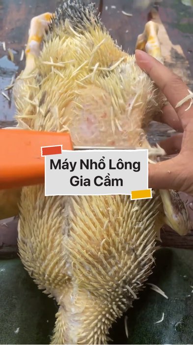 ￼Máy Nhổ Lông Gia Cầm #VideohangDienTu#shopeestyle#ShopeeVideo#ShopeeCreator #LuotVuiMuaLien#KOLUyTin#Videomuasam #SandealcungKOL #diumi765