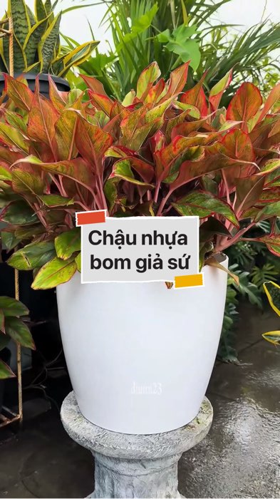￼Chậu nhựa bom giả sứ #VideohangDoiSong#ShopeeVideo#ShopeeCreator #LuotVuiMuaLien#KOLUyTin#Videomuasam #SandealcungKOL #diumi44