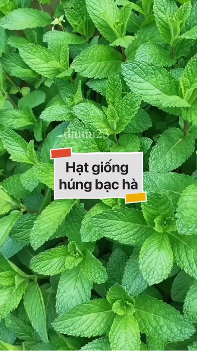 Hạt giống húng bạc hà #VideohangDoiSong#ShopeeVideo#ShopeeCreator #LuotVuiMuaLien#KOLUyTin#Videomuasam #SandealcungKOL #diumi702