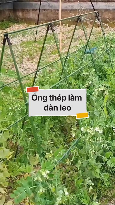 Ống thép làm dàn leo #VideohangDoiSong#ShopeeVideo#ShopeeCreator #LuotVuiMuaLien#KOLUyTin#Videomuasam #SandealcungKOL #diumi253
