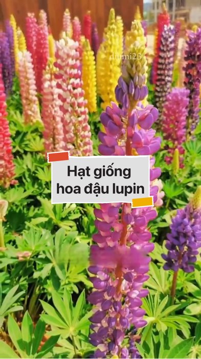 Hạt giống hoa đậu lupin #VideohangDoiSong#ShopeeVideo#ShopeeCreator #LuotVuiMuaLien#KOLUyTin#Videomuasam #SandealcungKOL #diumi477